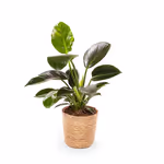 Philodendron_1.jpg