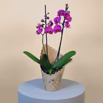 Pink Phalaenopsis Orchid.jpg