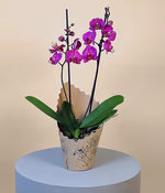 Pink Phalaenopsis Orchid.jpg