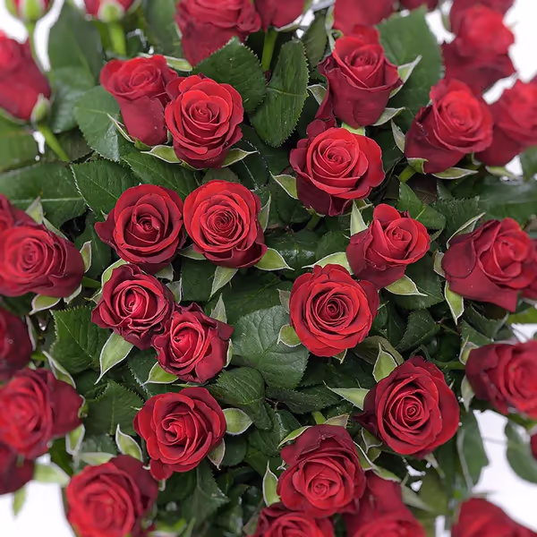 50 Red Roses_3.jpg