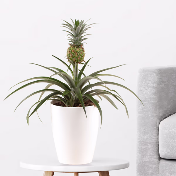 Pineapple Plant PC