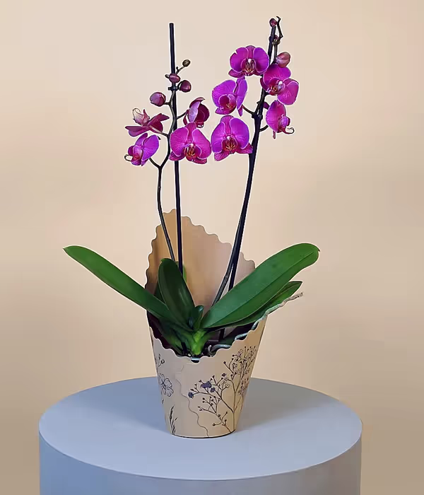 Pink Phalaenopsis Orchid.jpg